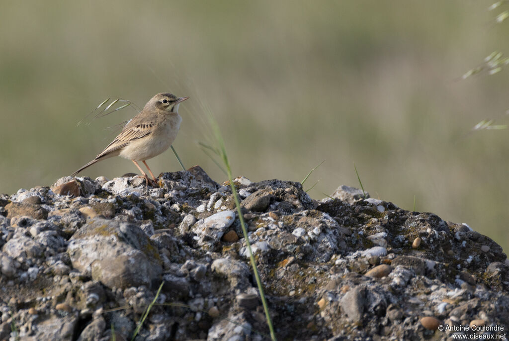 Pipit rousselineadulte nuptial