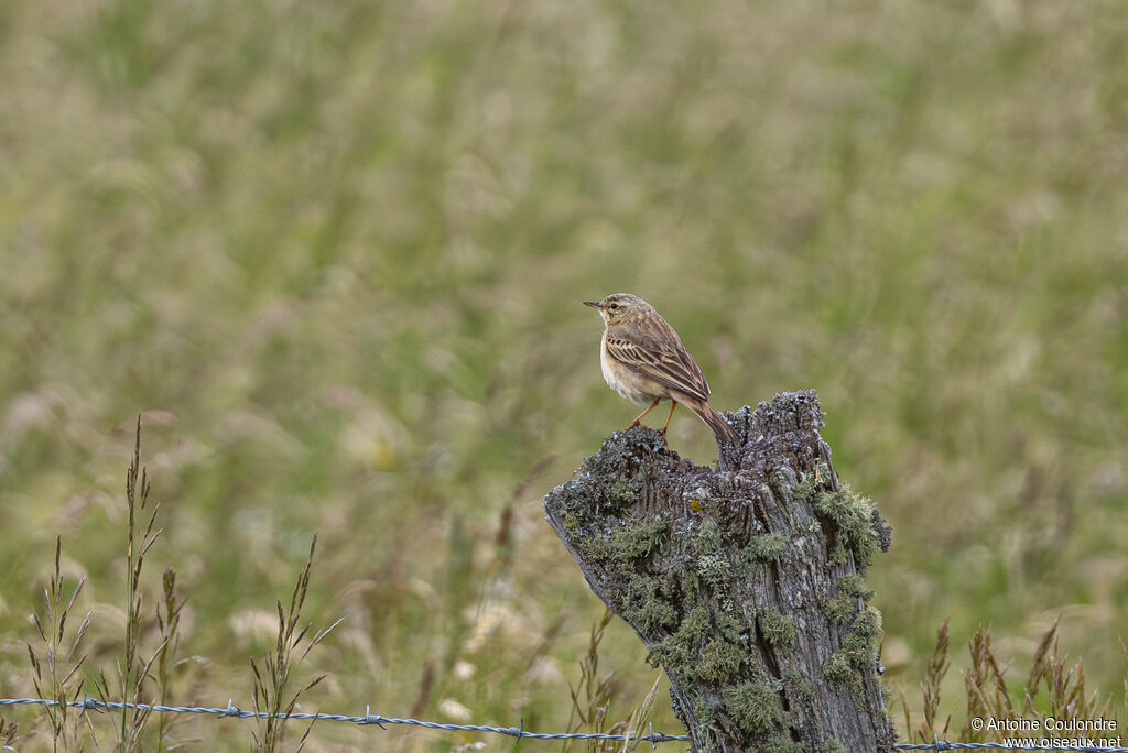 Pipit rousseline