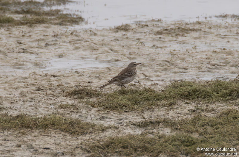 Pipit spioncelleadulte internuptial