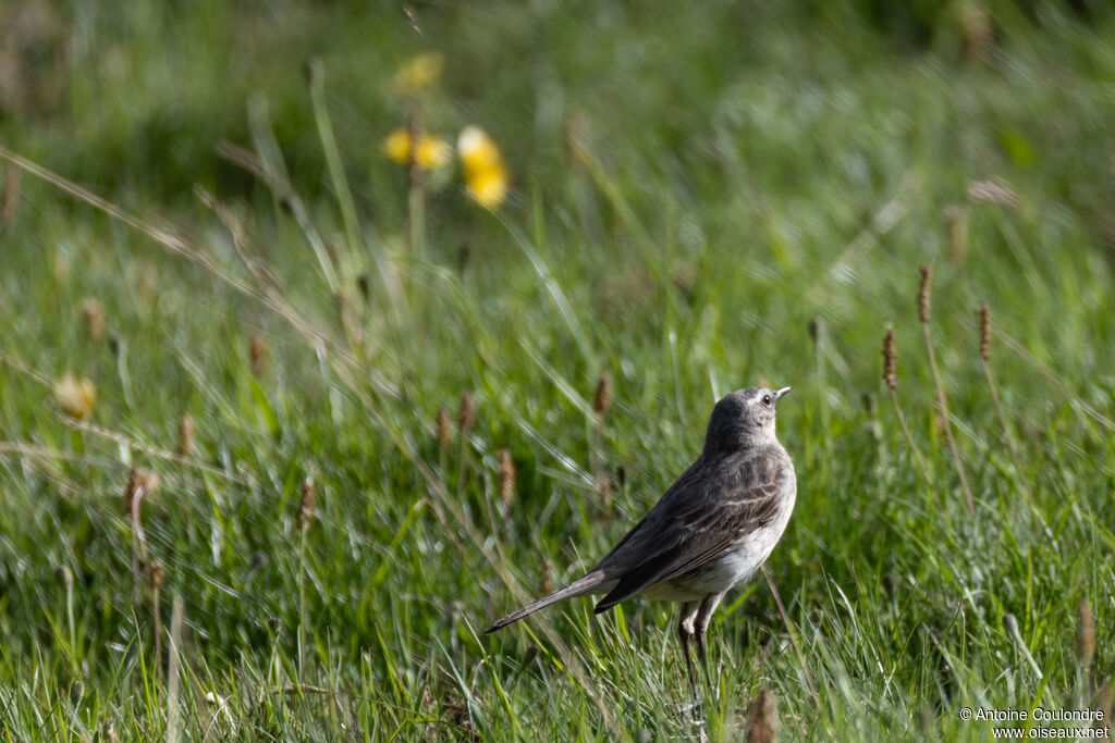 Water Pipitadult breeding