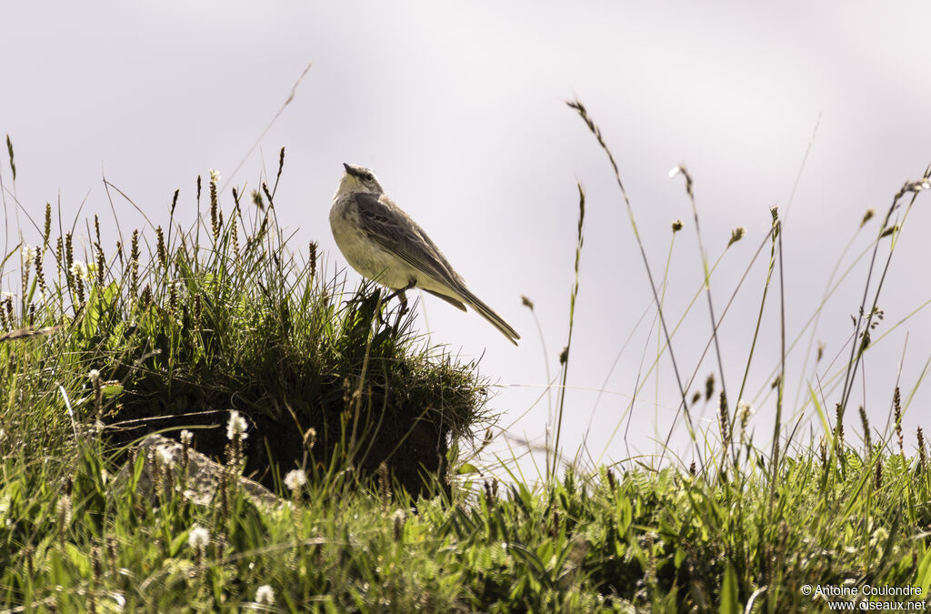 Water Pipit male adult, song