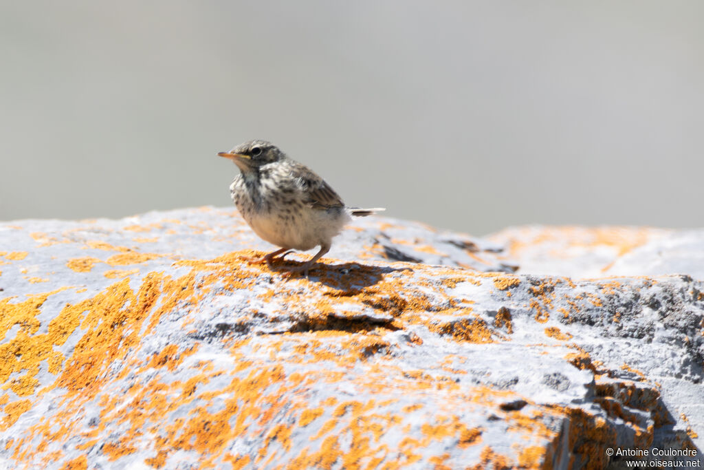 Water Pipitjuvenile