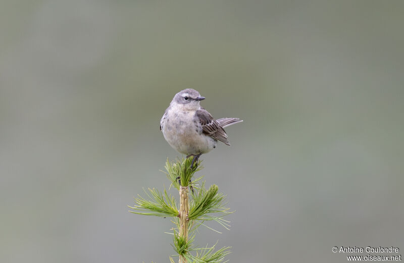 Water Pipit male adult breeding