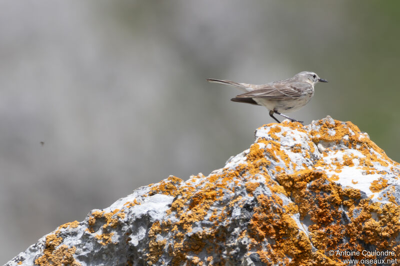 Pipit spioncelleadulte