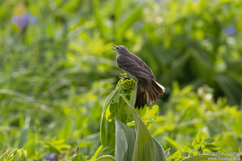 Water Pipit male adult breeding, courting display