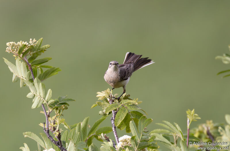 Water Pipit male adult breeding, courting display