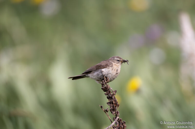 Pipit spioncelle femelle adulte nuptial, pêche/chasse