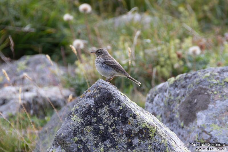 Pipit spioncelleadulte