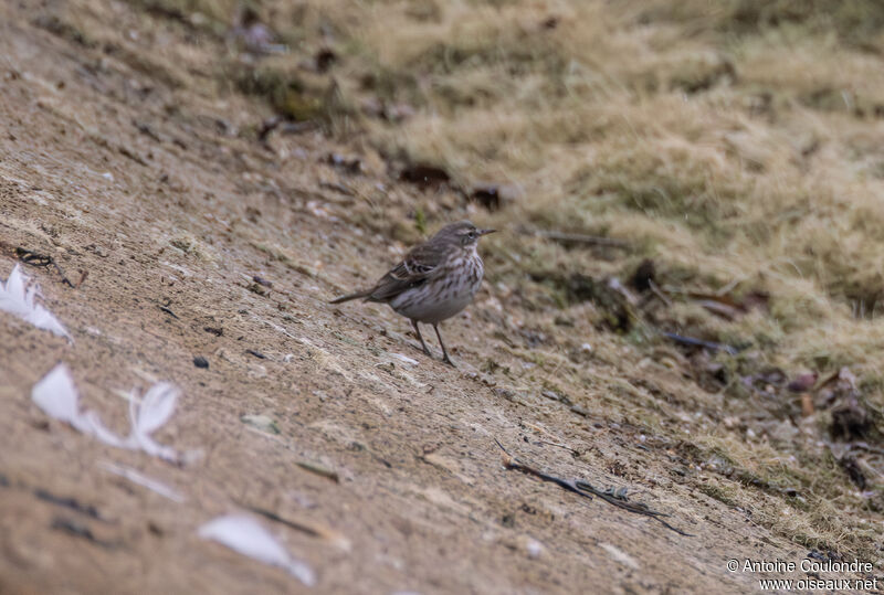 Pipit spioncelleadulte internuptial