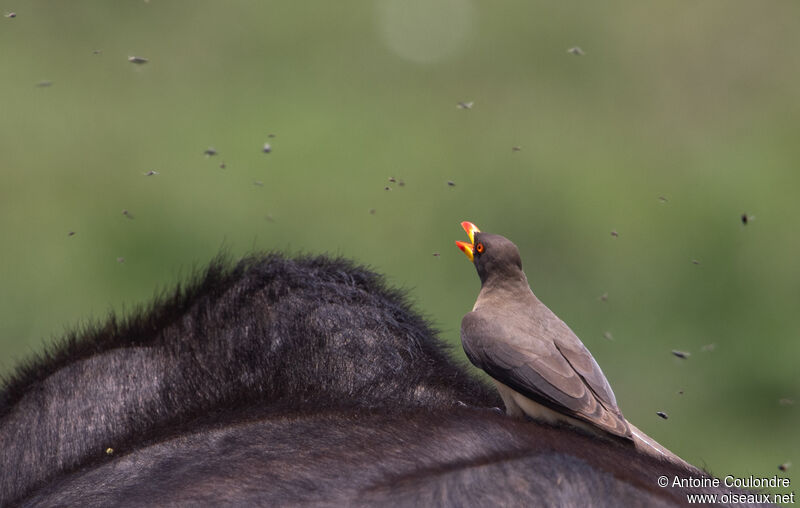 Yellow-billed Oxpeckeradult, fishing/hunting