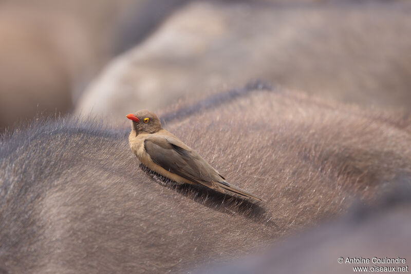 Red-billed Oxpeckeradult