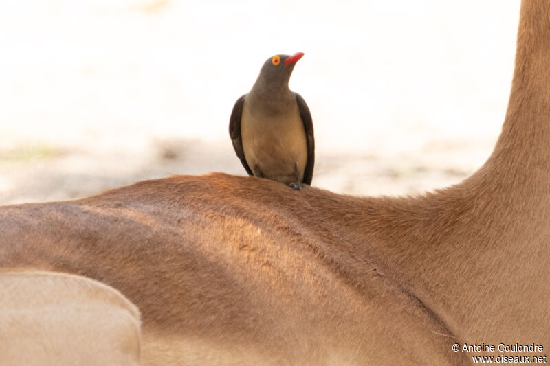 Red-billed Oxpeckeradult