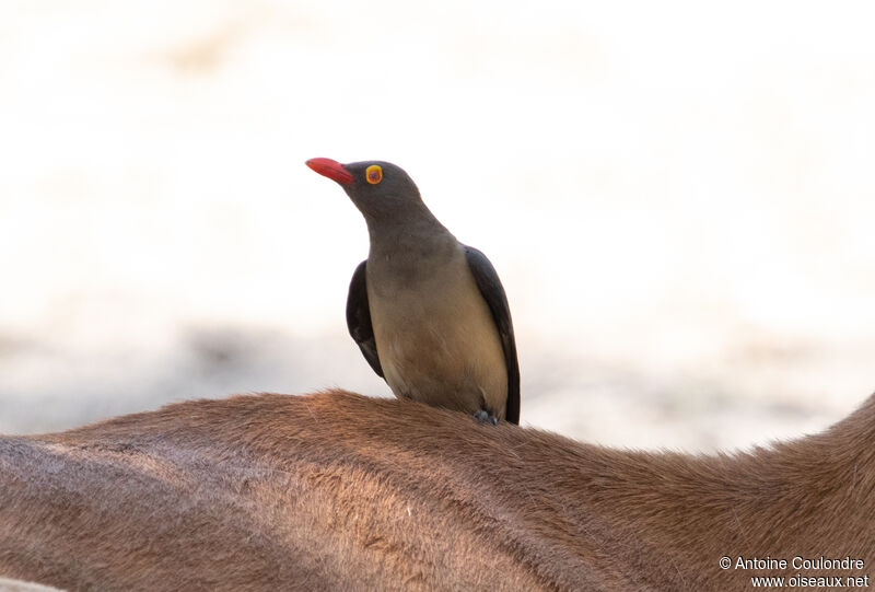 Red-billed Oxpeckeradult