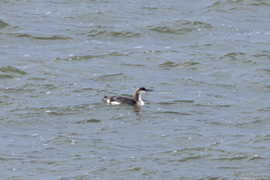 Plongeon arctiqueadulte internuptial