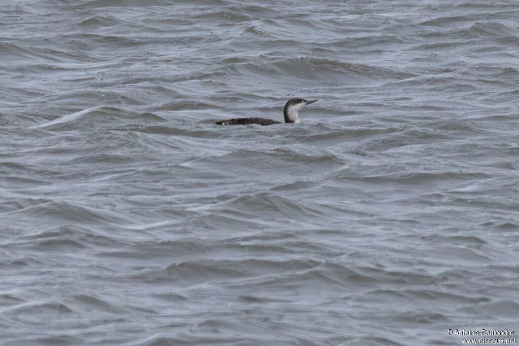 Red-throated Loon