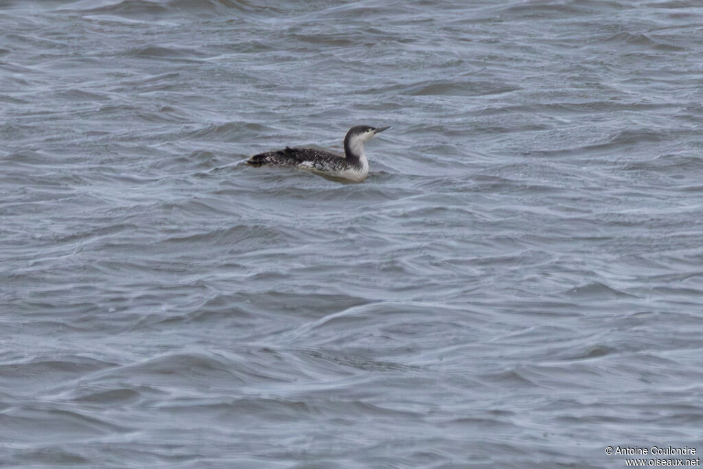 Red-throated Loon