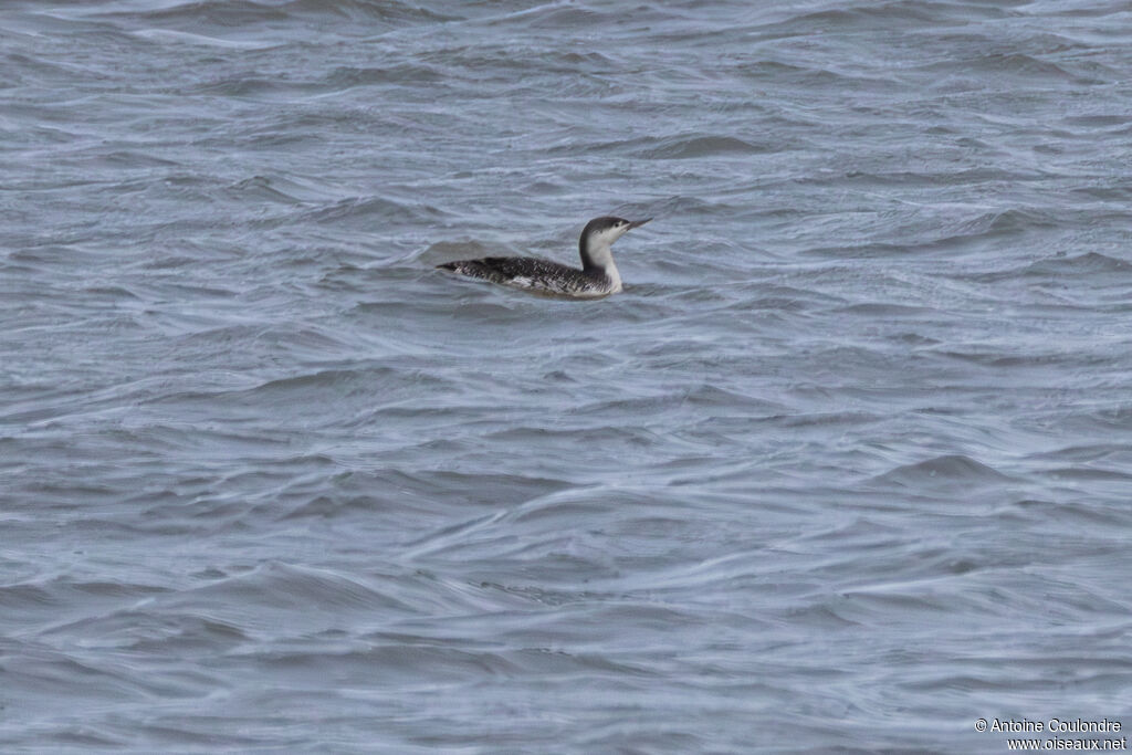 Red-throated Loon