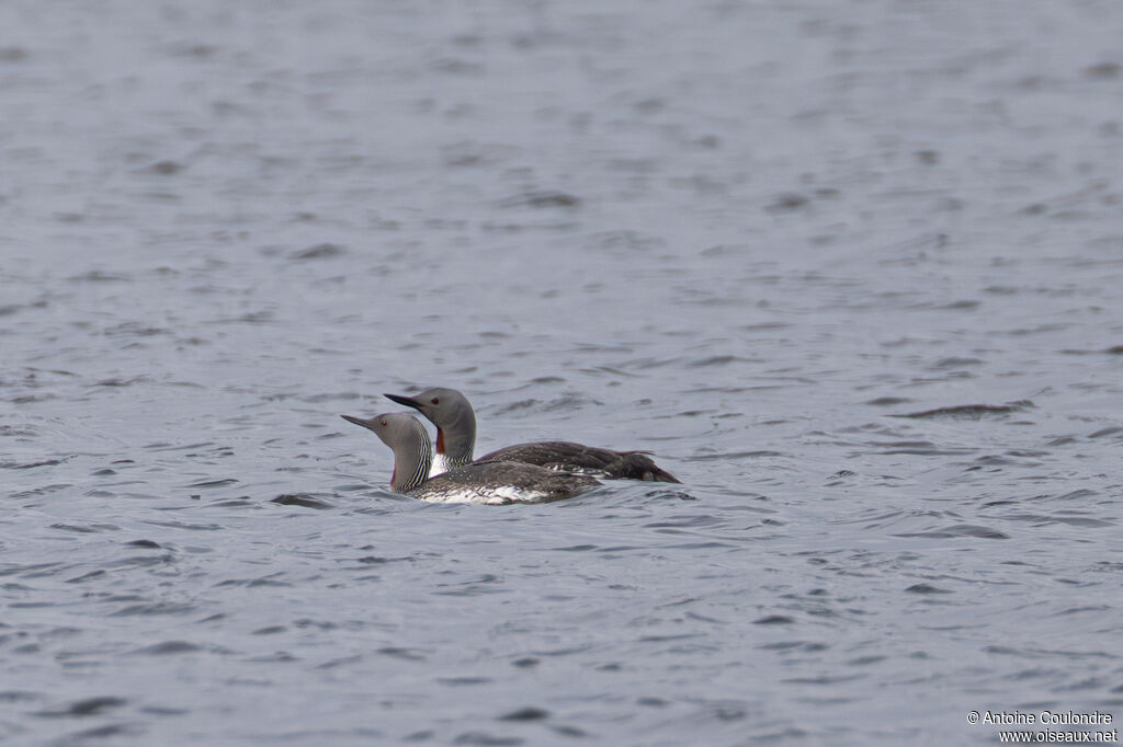 Red-throated Loon