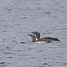 Plongeon catmarin