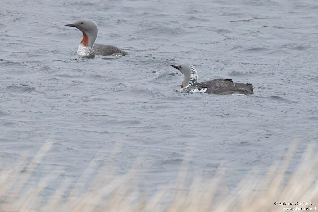 Red-throated Loon