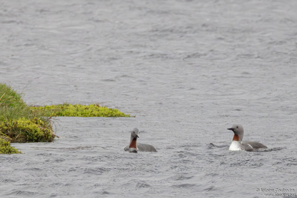 Red-throated Loon