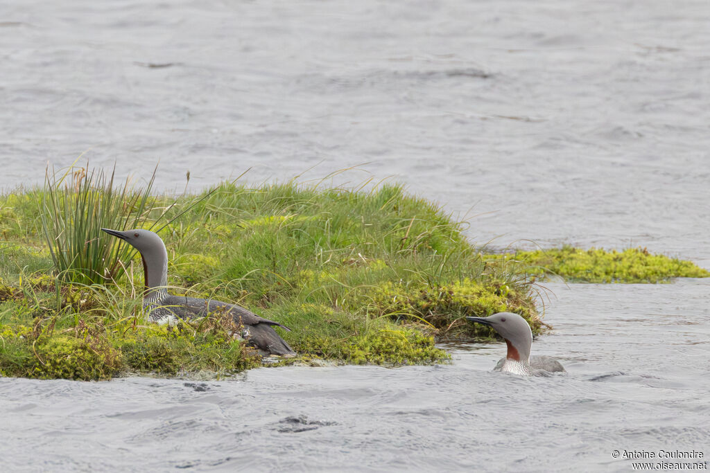 Red-throated Loon