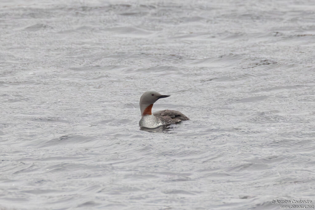 Red-throated Loon