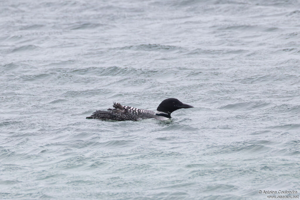 Plongeon imbrin