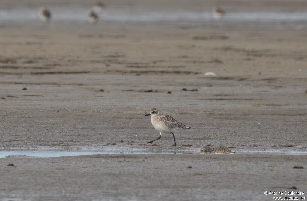 Grey Ploveradult post breeding