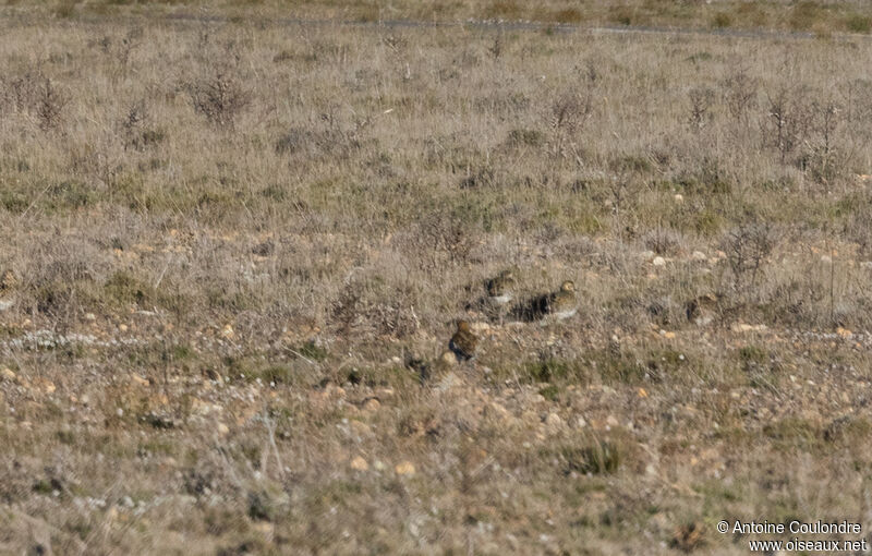 Pluvier doréadulte internuptial, habitat, camouflage