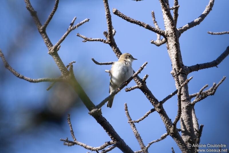 Western Bonelli's Warbler male adult breeding