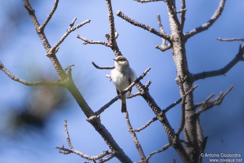 Pouillot de Bonelli mâle adulte nuptial