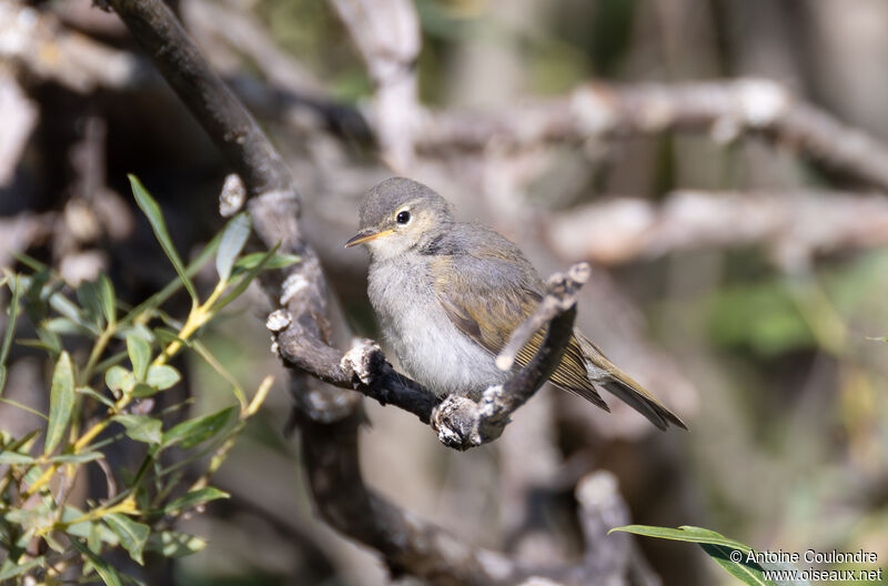 Western Bonelli's Warbleradult post breeding