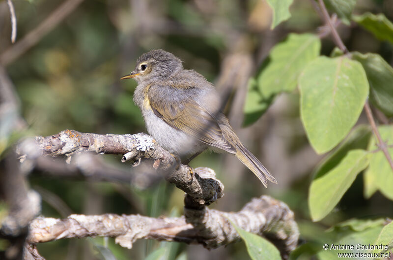 Western Bonelli's Warbleradult post breeding