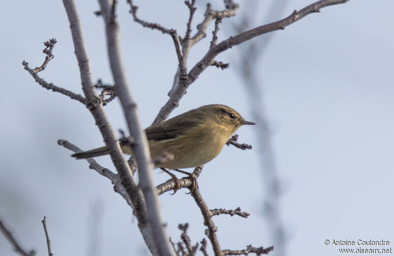 Common Chiffchaffadult