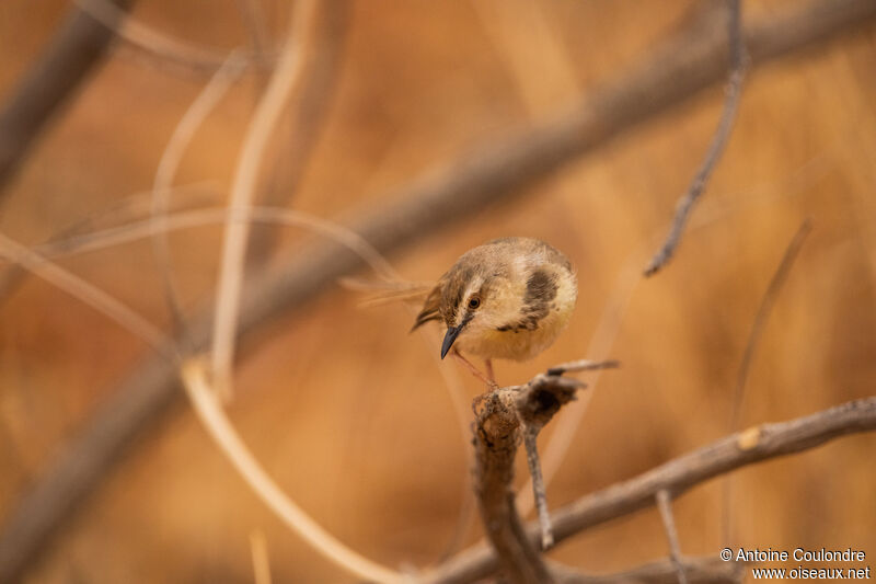 Prinia à plastronadulte