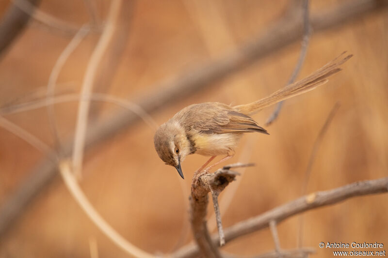 Prinia à plastron