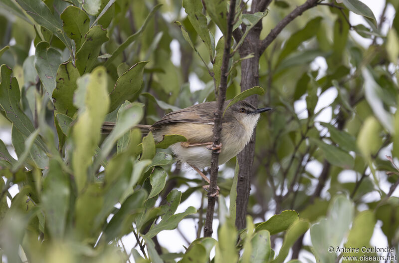 Prinia modesteadulte