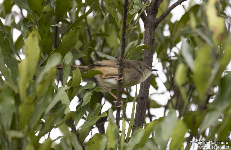 Prinia modesteadulte