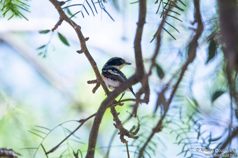 Pririt Batis male adult