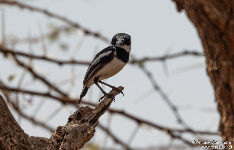 Pygmy Batis male adult