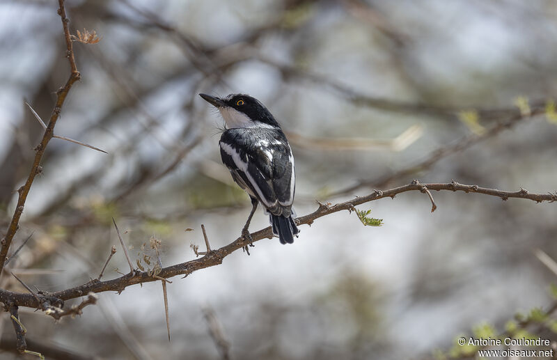 Pygmy Batis male adult