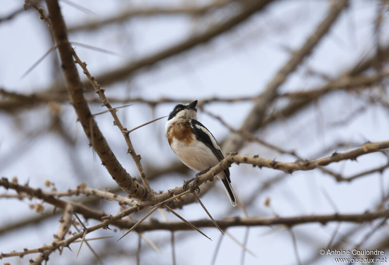 Pygmy Batis female adult