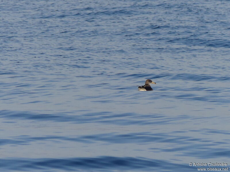 Scopoli's Shearwateradult