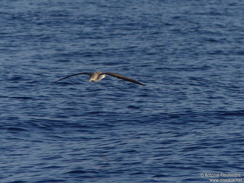 Puffin de Scopoliadulte, Vol