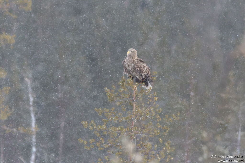 White-tailed Eagleadult