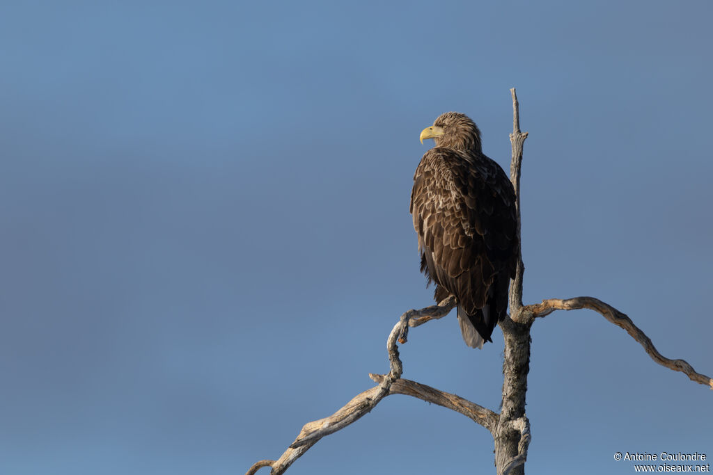 White-tailed Eagleadult