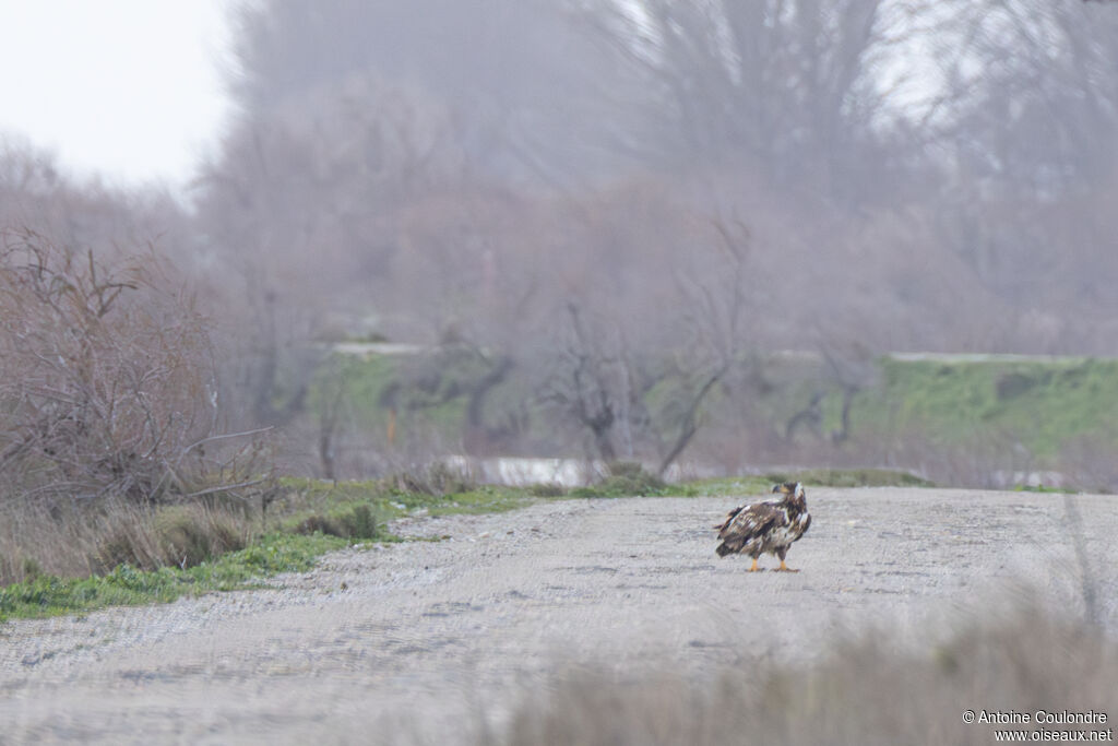 White-tailed Eaglejuvenile