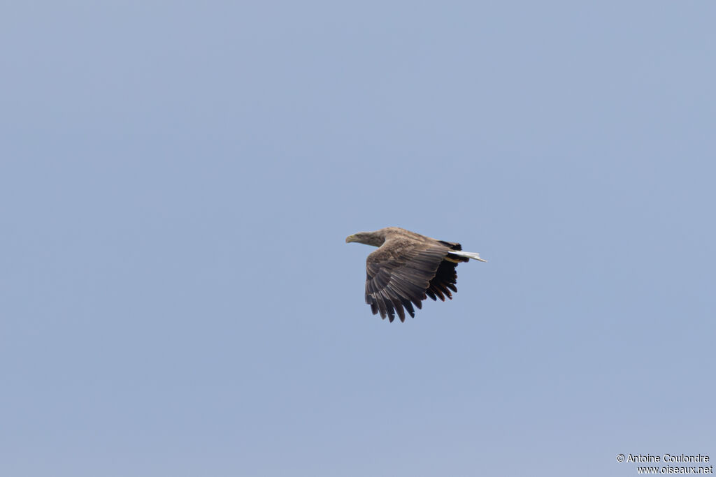 White-tailed Eagleadult, Flight