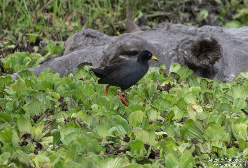 Black Crakeadult